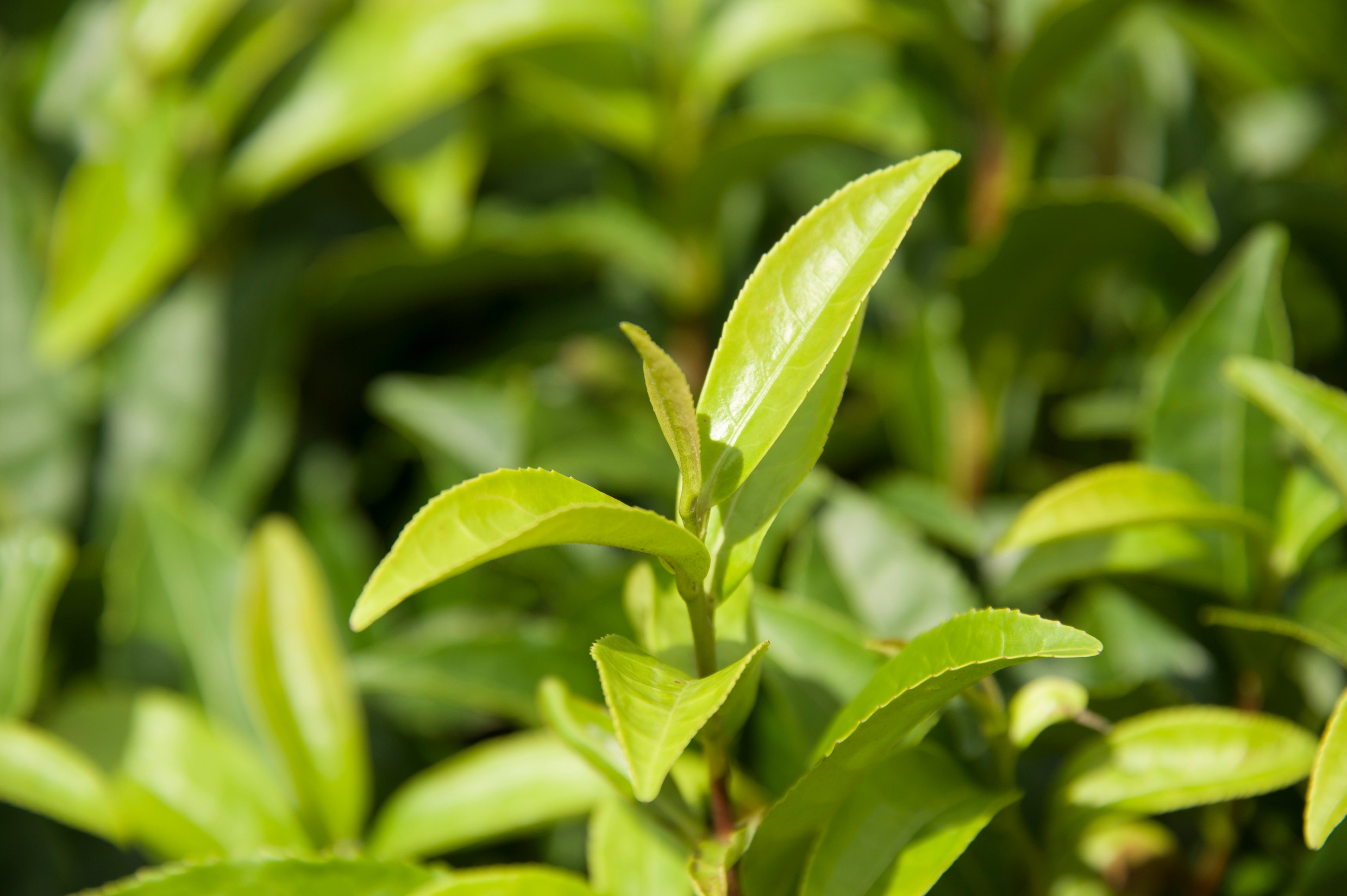 鹿児島県の新茶 ダイヤモンドリーフ