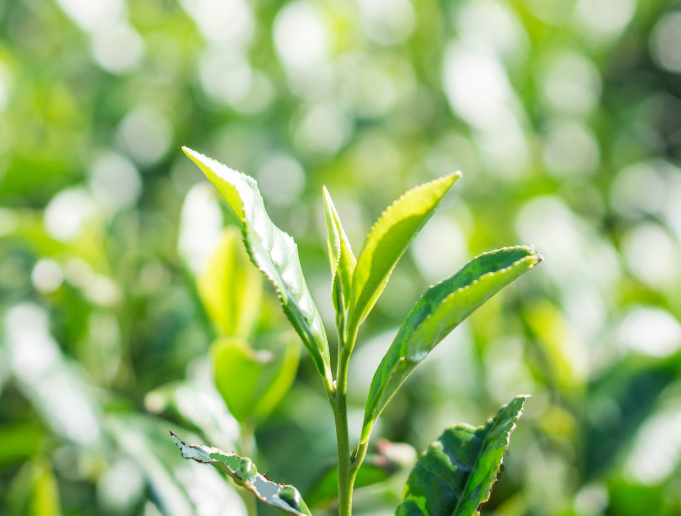 鹿児島県の新茶 ゴールドリーフ 100g