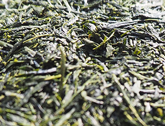 鹿児島煎茶 御所(鹿児島県知覧町) 100g