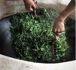 フリフリ水出し煎茶